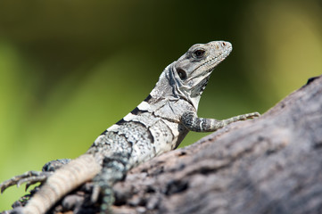 Spiny Tailed Iguana