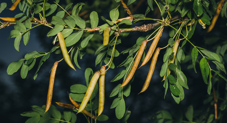 Obraz premium Caragana tree, yellow acacia, Caragana arborescens