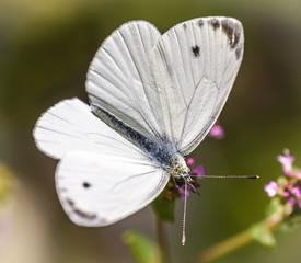 Large Cabbage White (Pieris brassicae)