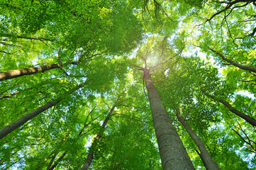 Fototapeta premium Green forest trees and sun
