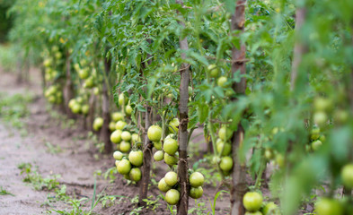 Cultivation tomato on a farmer kitchen garden during