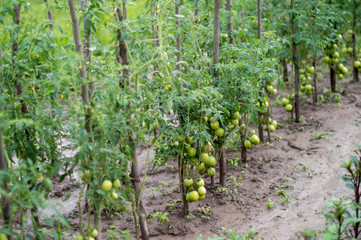 Fototapeta na wymiar Cultivation tomato on a farmer kitchen garden during