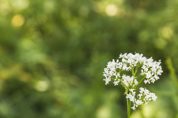 Summer wildflowers