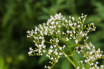 Summer wildflowers