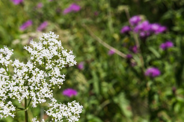 Summer wildflowers
