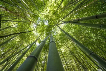 Crédence de cuisine en verre imprimé Bambou forêt de bambous - fond de bambou frais