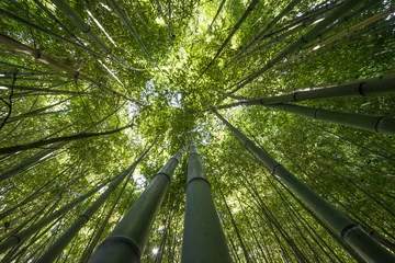 Stickers pour porte Bambou forêt de bambous - fond de bambou frais