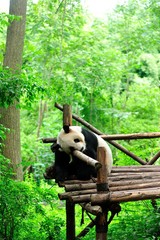giant panda at forest