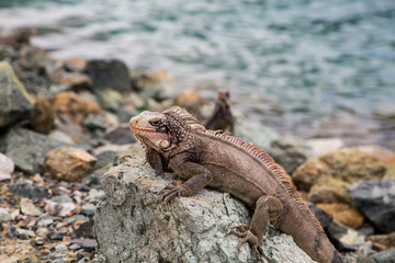 Brown Iguana Sunning on Rock