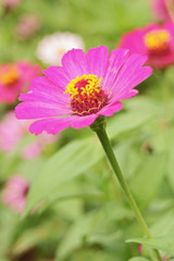 Obraz premium Kenikir flower' cosmos caucadus pink 1