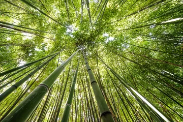 Foto op Plexiglas Bamboe bamboebos - verse bamboeachtergrond