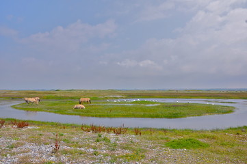 baie de Somme