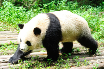 Obraz premium giant panda at forest