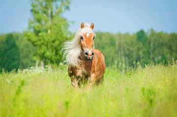 Foto op Plexiglas Beautiful horse with long mane running on the summer field © Rita Kochmarjova