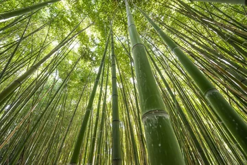 Store enrouleur sans perçage Bambou forêt de bambous - fond de bambou frais