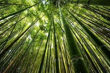 Papier Peint photo Lavable Bambou forêt de bambous - fond de bambou frais