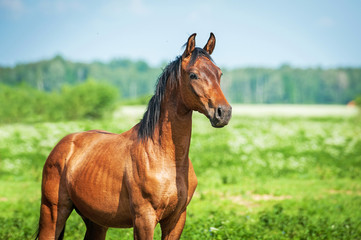 Portrait of young arabian horse