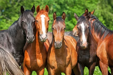 Foto op Plexiglas Groep jonge paarden op de wei © Rita Kochmarjova