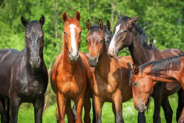 Group of young horses on the pasture