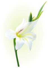 white gladiolus flower