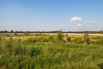Obraz premium Field and trees under a bright summer sky