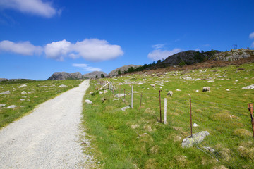 Fototapeta na wymiar Fjord meadow and sheep 025