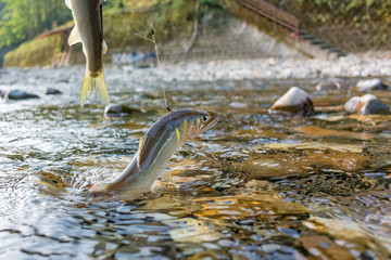 掛かり鮎