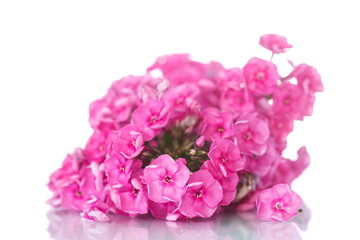 Fototapeta premium hydrangea