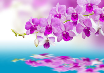 Naklejka na ściany i meble Orchids and reflection