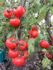 Red tomatoes in kitchen-garden