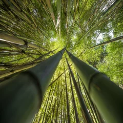 Crédence de cuisine en verre imprimé Bambou forêt de bambous - fond de bambou frais