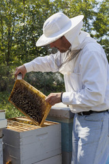Inspecting bee hive