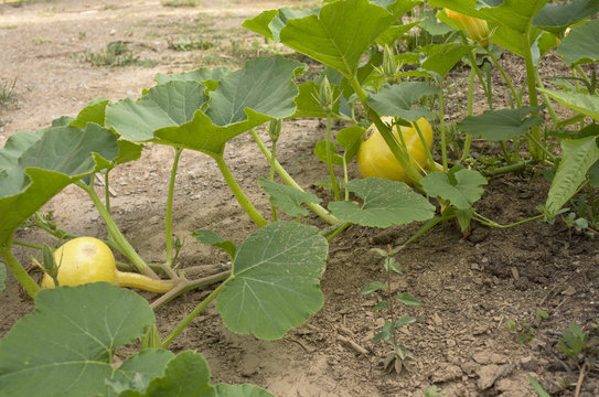 Squash