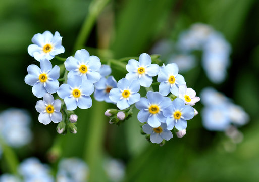 Vergissmeinnicht - Zarte Sch&ouml;nheit des wilden Lebens im Wald. 