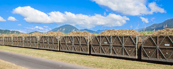 Cane train loaded with sugar cane