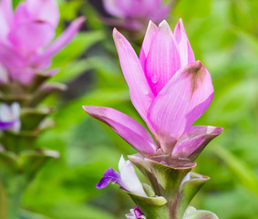 Fototapeta na wymiar Siam tulip in the garden