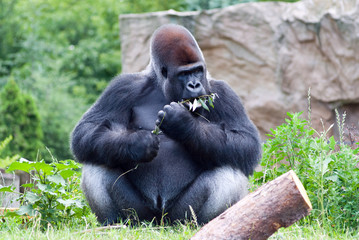gorilla eats a branch