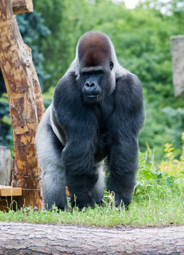 male silver gorilla