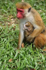 Affenmutter mit Jungtier