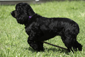 Cocker Spaniel Puppy on Grass