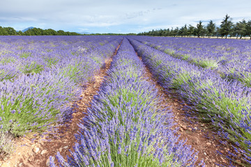 Fototapeta na wymiar Lavender field in Puimoisson, Provence, France