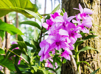 Orchids in the garden