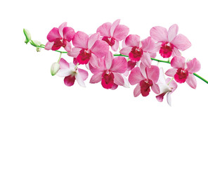 Orchids on white background with clipping path