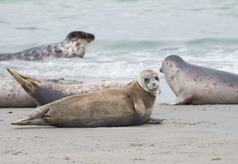 Seehund am Strand von Helgoland