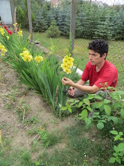 Man cutting gladiolus