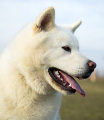 Portrait od white Akita Inu dog lying on grass