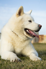 Photo of pure white Akita Inu dog lying on grass