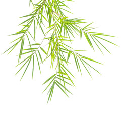 Obraz premium Green bamboo leaves on a white background