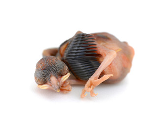 baby bird sleeping