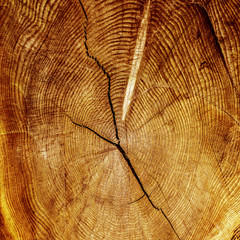 Fototapeta premium wood textured background